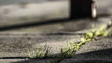concrete that needs weed killer