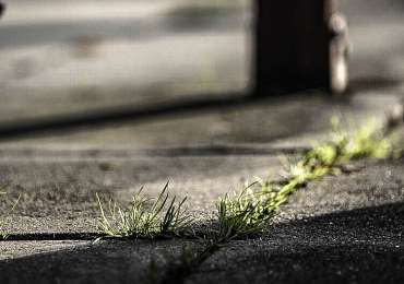 concrete that needs weed killer
